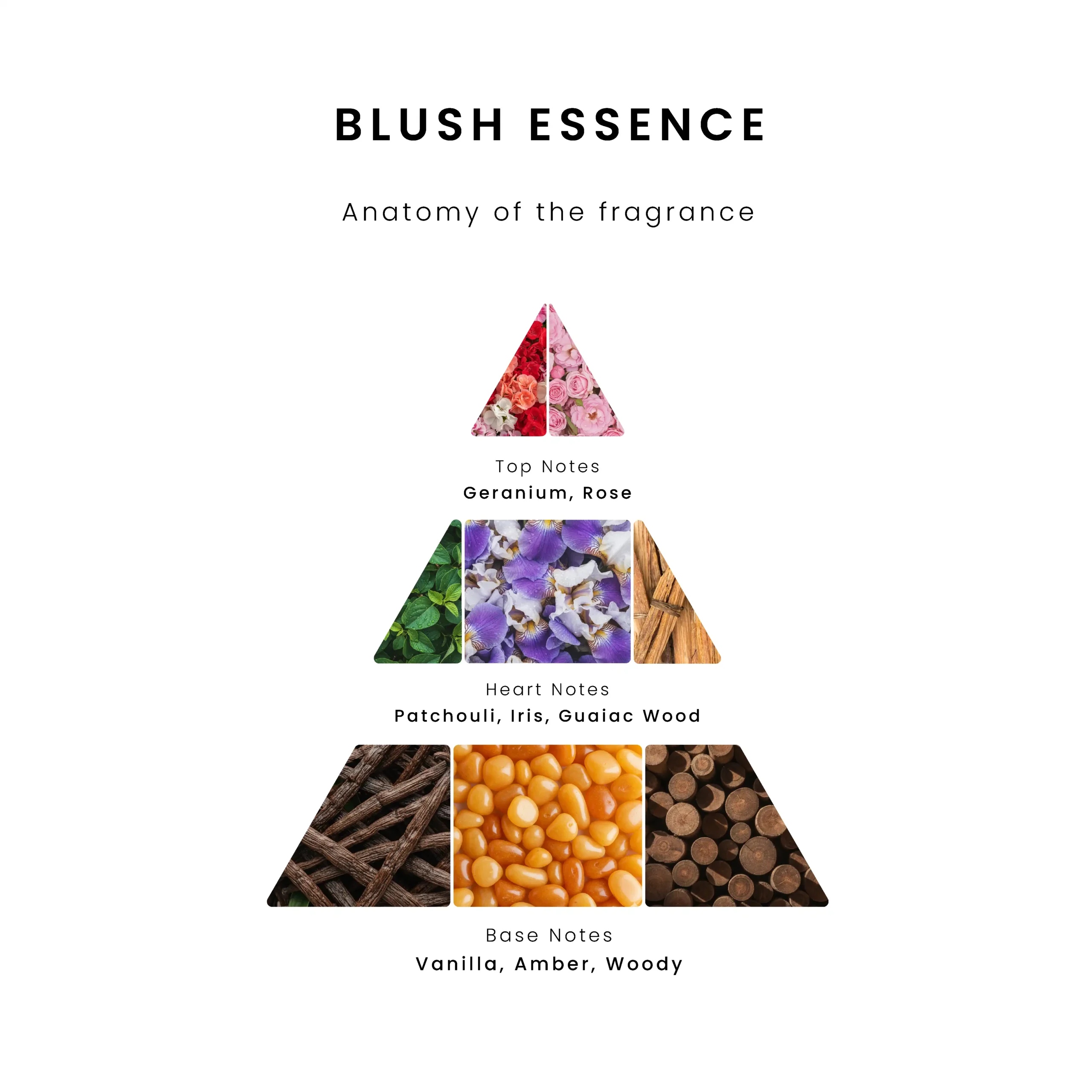 Fragrance pyramid infographic for Blush Essence aroma oil. Top notes: Geranium and Rose. Heart notes: Patchouli, Iris, and Guaiac Wood. Base notes: Vanilla, Amber, and Woody.