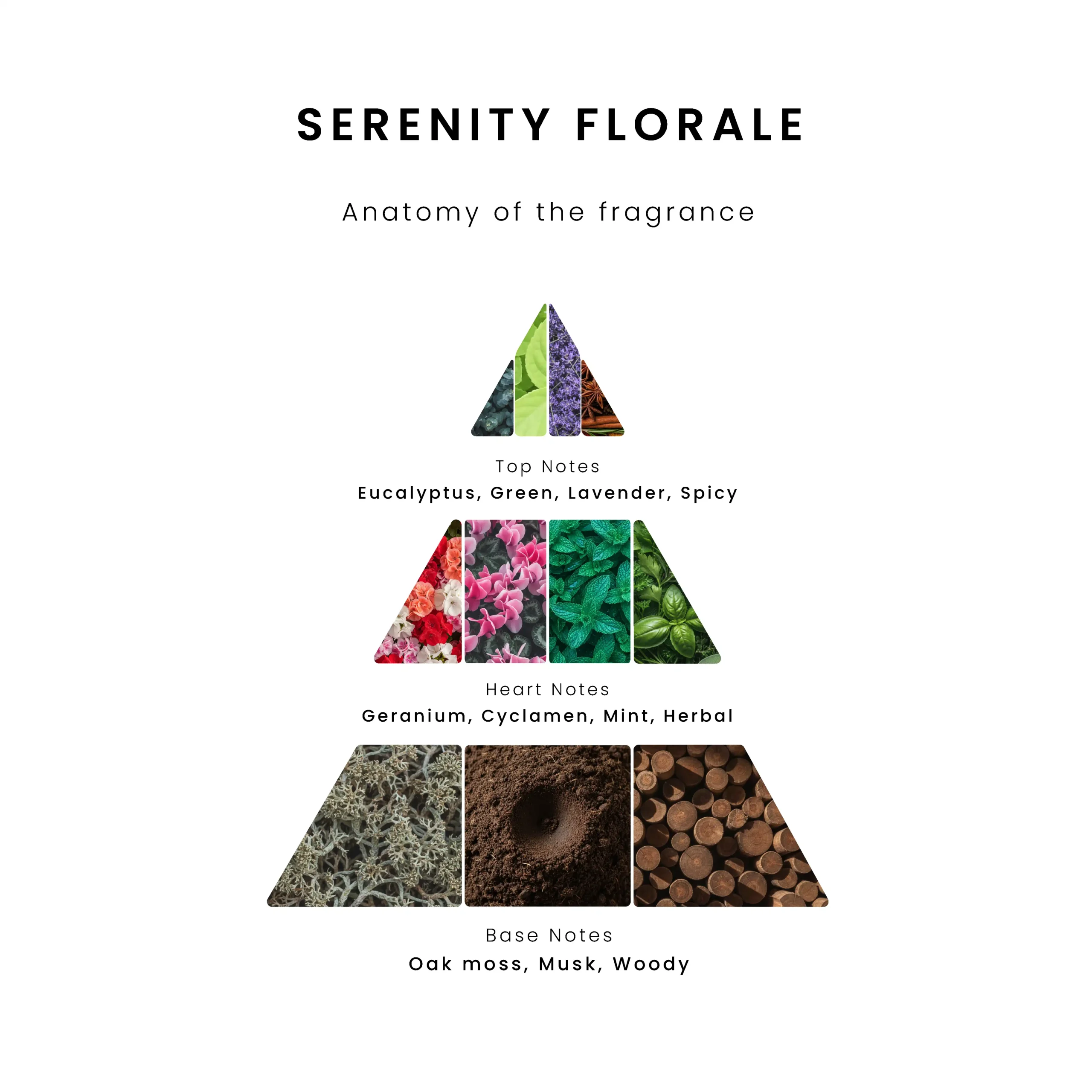 Fragrance pyramid infographic for Serenity Florale aroma oil. Top notes include eucalyptus, green, lavender, and spicy. Heart notes feature geranium, cyclamen, mint, and herbal. Base notes consist of oak moss, musk, and woody elements.